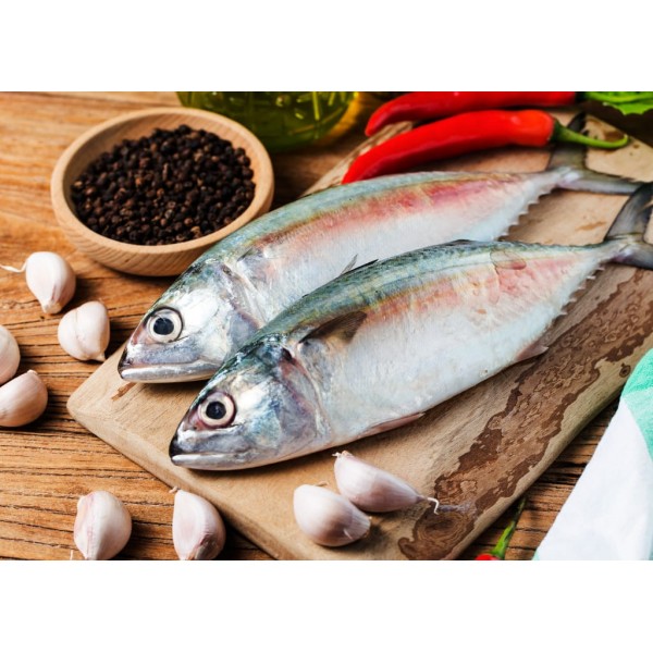 Mackerel
