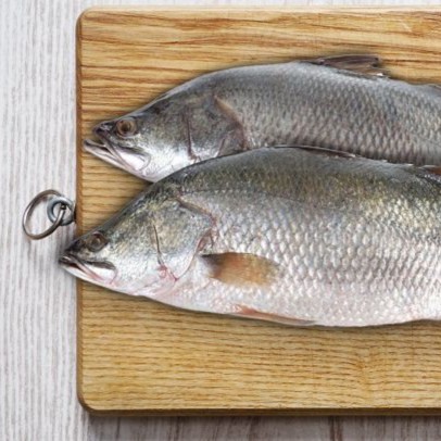Barramundi