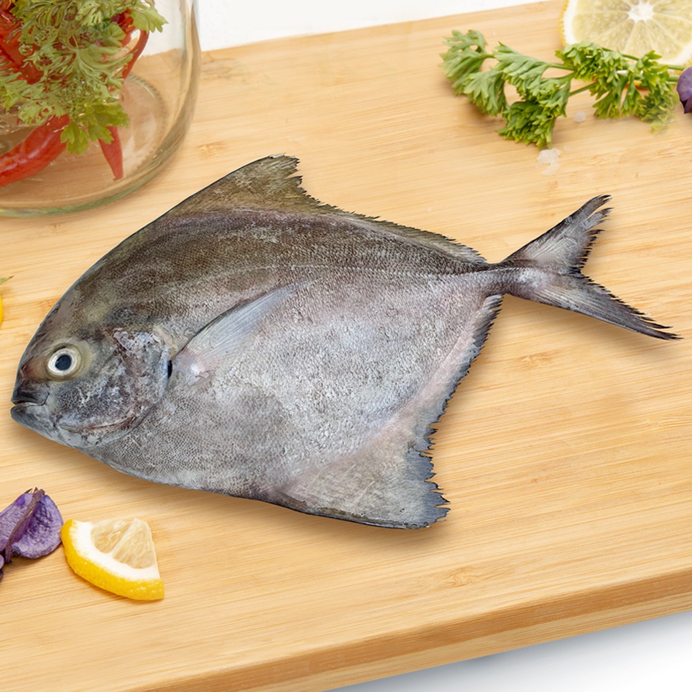 Black Pomfret