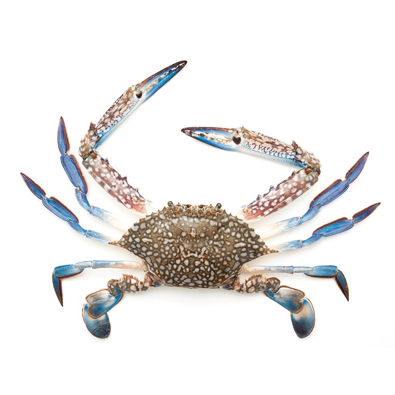 Crab