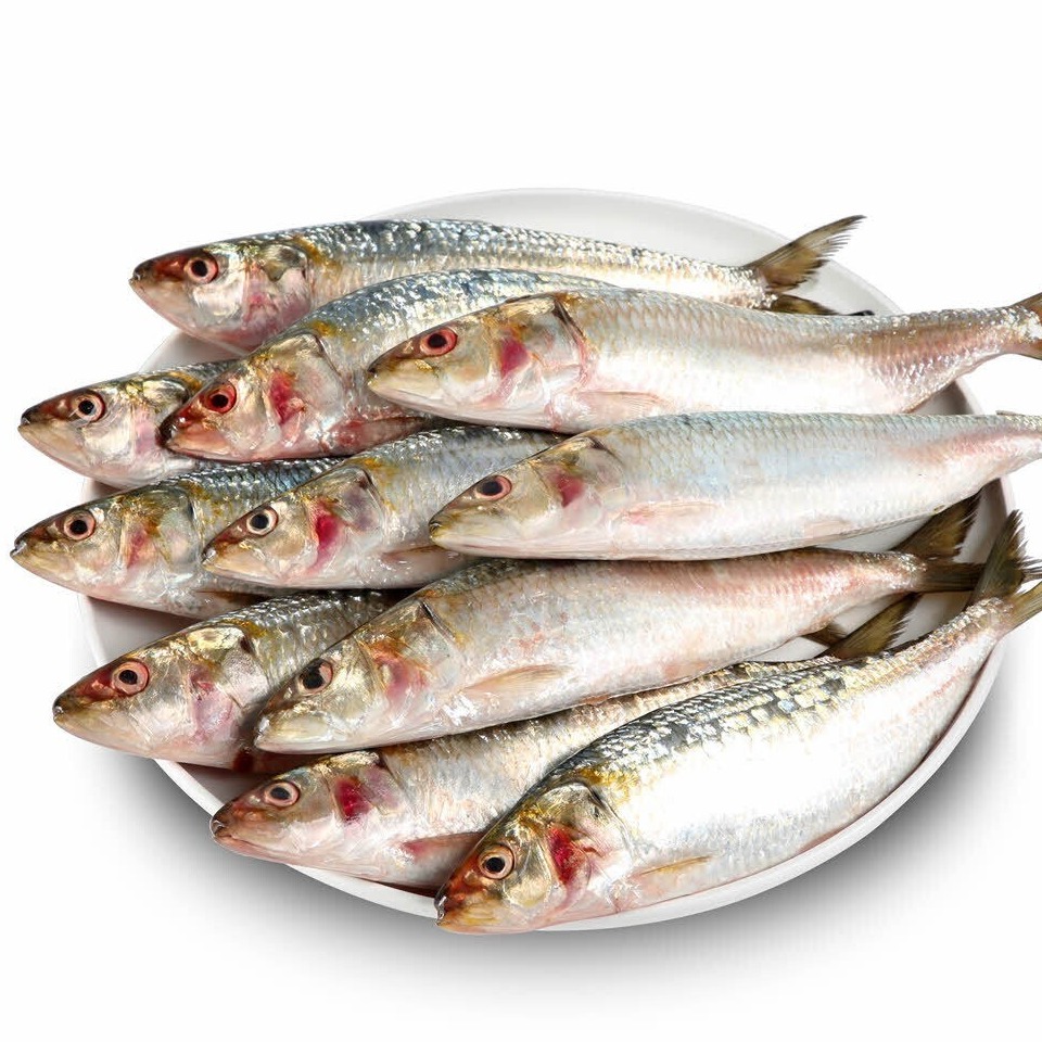 Sardine