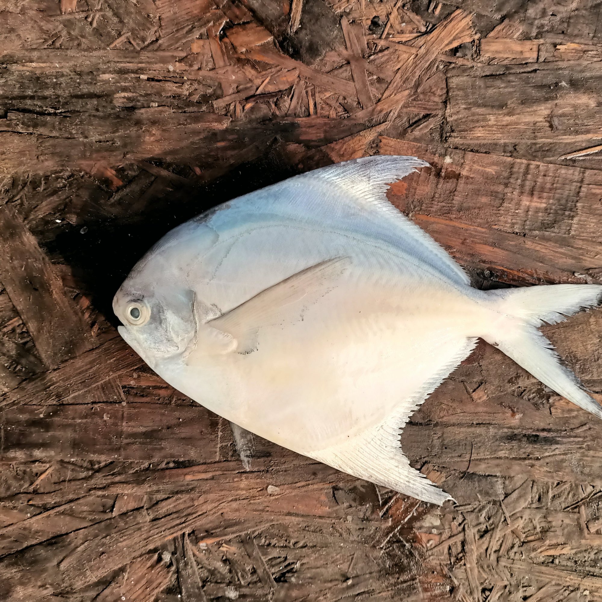 White Pomfret
